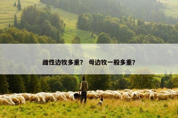 雌性边牧多重？ 母边牧一般多重？