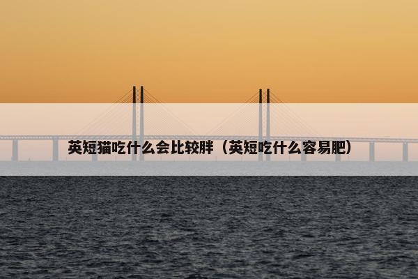 英短猫吃什么会比较胖（英短吃什么容易肥）