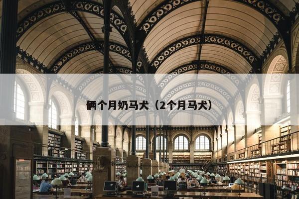 俩个月奶马犬（2个月马犬）