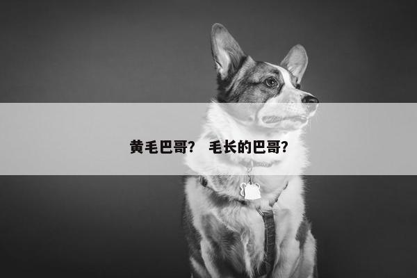 黄毛巴哥？ 毛长的巴哥？