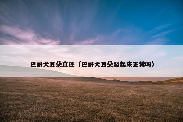 巴哥犬耳朵直还（巴哥犬耳朵竖起来正常吗）