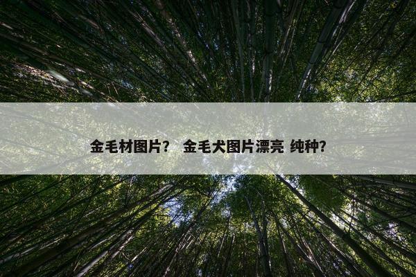 金毛材图片？ 金毛犬图片漂亮 纯种？