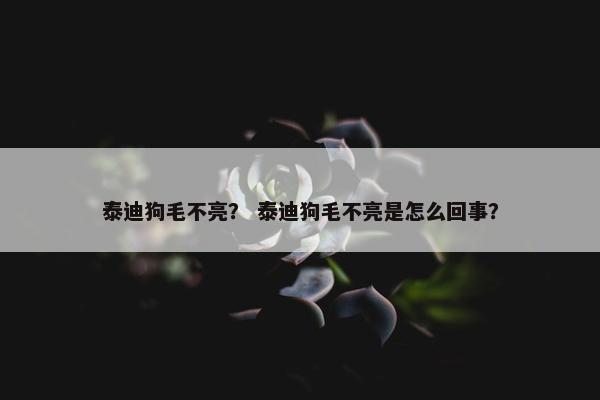 泰迪狗毛不亮？ 泰迪狗毛不亮是怎么回事？