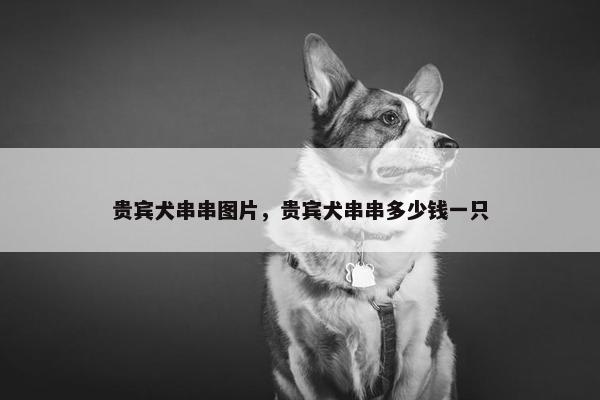 贵宾犬串串图片，贵宾犬串串多少钱一只