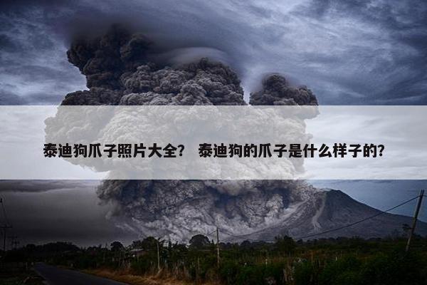 泰迪狗爪子照片大全？ 泰迪狗的爪子是什么样子的？