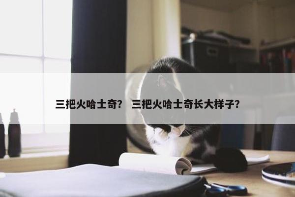 三把火哈士奇？ 三把火哈士奇长大样子？