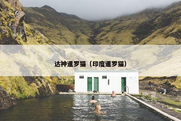 达神暹罗猫（印度暹罗猫）