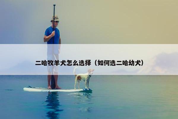 二哈牧羊犬怎么选择（如何选二哈幼犬）