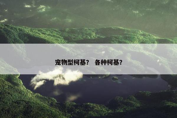 宠物型柯基？ 各种柯基？
