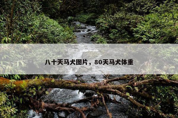 八十天马犬图片，80天马犬体重