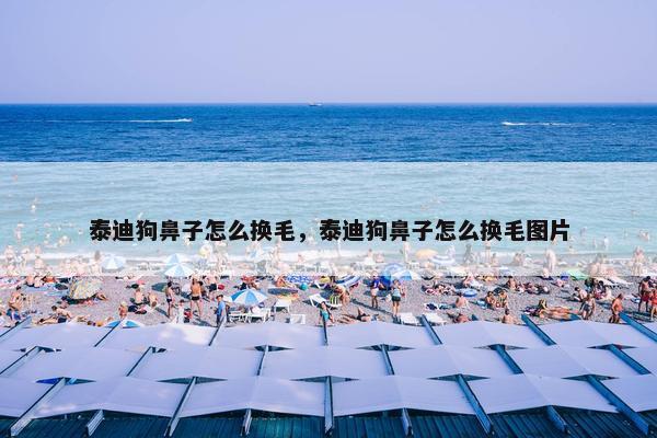 泰迪狗鼻子怎么换毛，泰迪狗鼻子怎么换毛图片