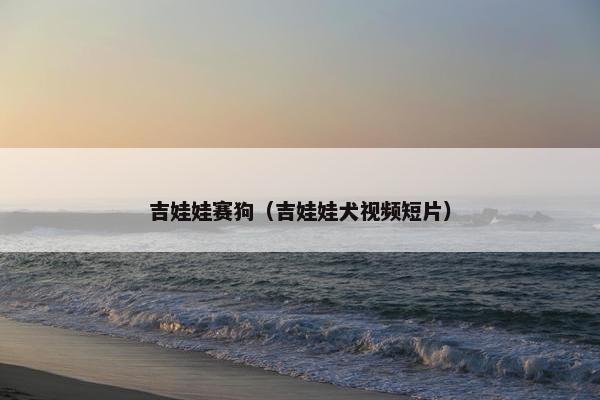 吉娃娃赛狗（吉娃娃犬视频短片）
