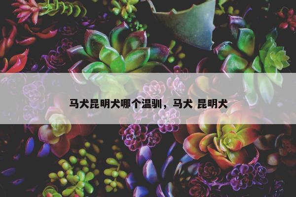 马犬昆明犬哪个温驯，马犬 昆明犬