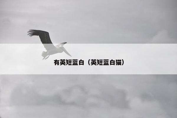 有英短蓝白（英短蓝白猫）