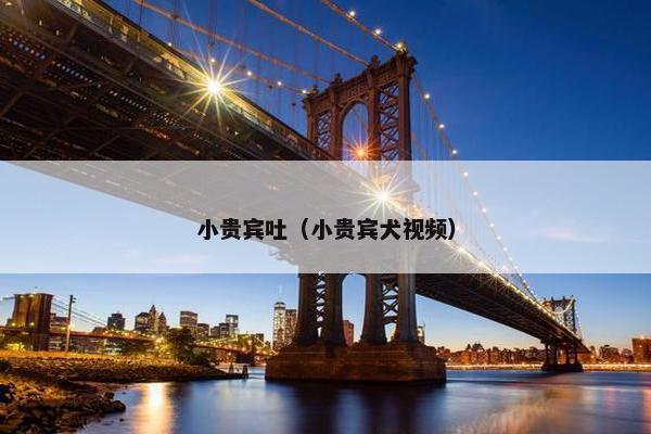 小贵宾吐（小贵宾犬视频）