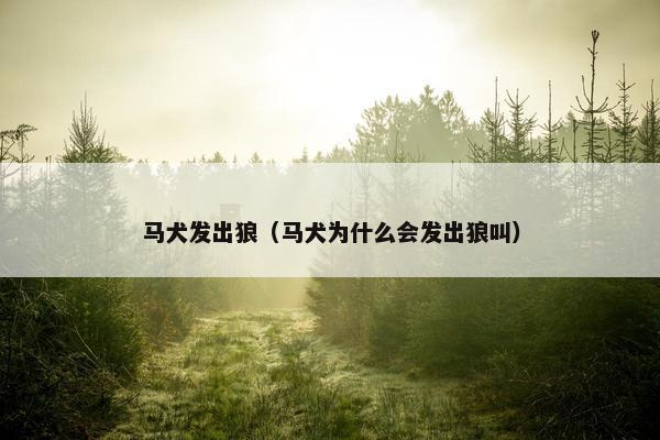 马犬发出狼（马犬为什么会发出狼叫）