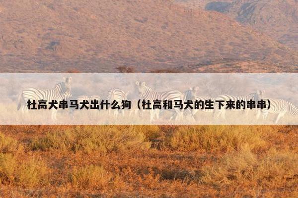 杜高犬串马犬出什么狗（杜高和马犬的生下来的串串）