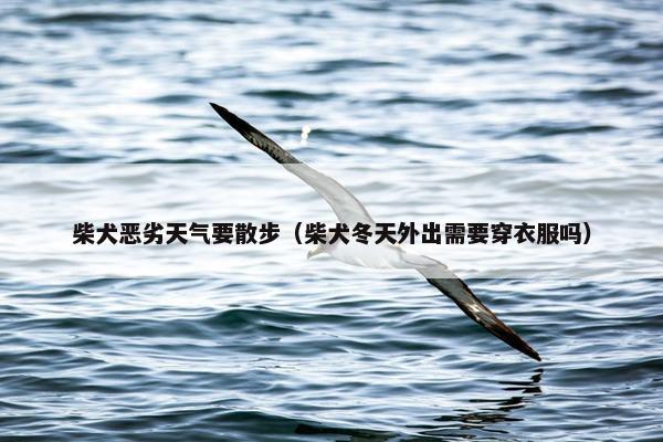 柴犬恶劣天气要散步（柴犬冬天外出需要穿衣服吗）
