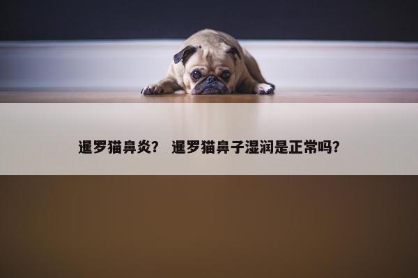 暹罗猫鼻炎？ 暹罗猫鼻子湿润是正常吗？