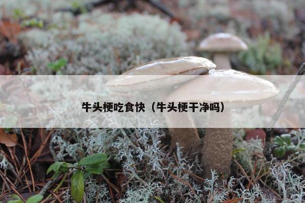牛头梗吃食快（牛头梗干净吗）