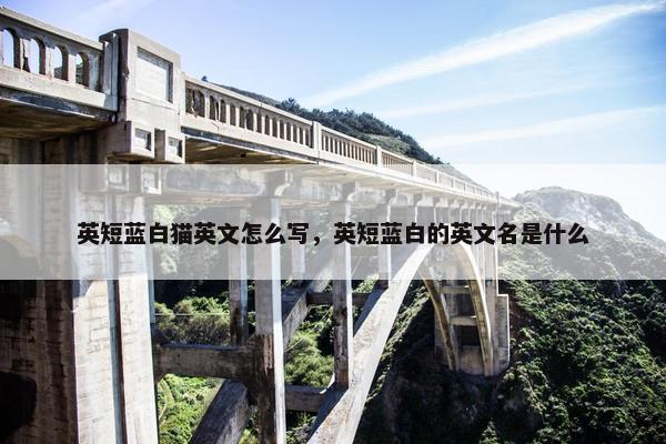 英短蓝白猫英文怎么写，英短蓝白的英文名是什么