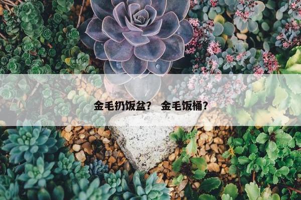 金毛扔饭盆？ 金毛饭桶？
