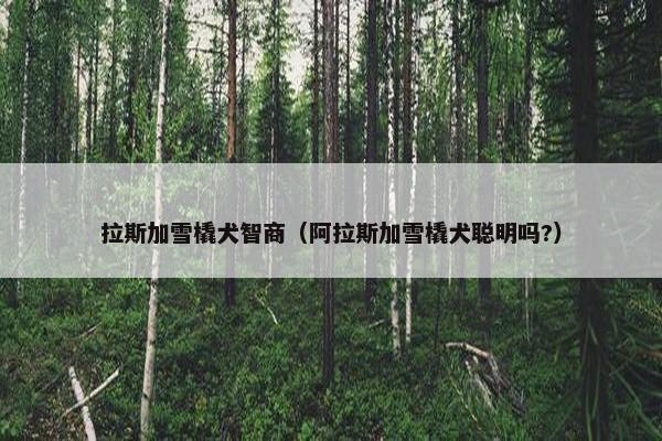 拉斯加雪橇犬智商（阿拉斯加雪橇犬聪明吗?）