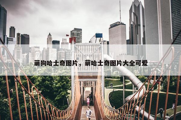 萌狗哈士奇图片，萌哈士奇图片大全可爱
