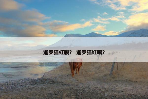 暹罗猫虹膜？ 暹罗猫红眼？