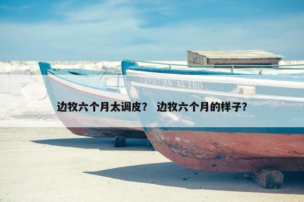 边牧六个月太调皮？ 边牧六个月的样子？