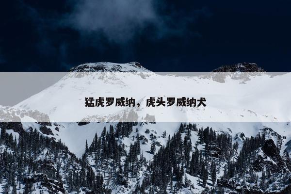 猛虎罗威纳，虎头罗威纳犬