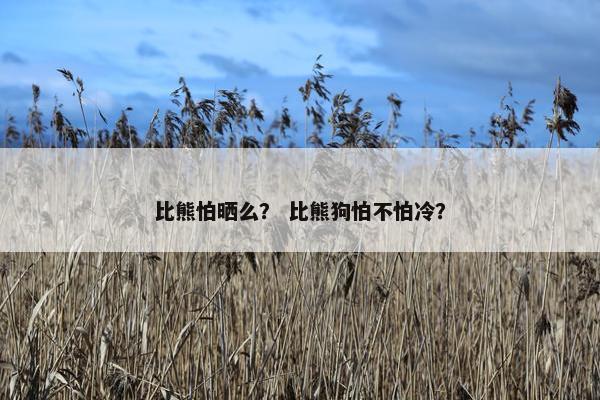 比熊怕晒么？ 比熊狗怕不怕冷？