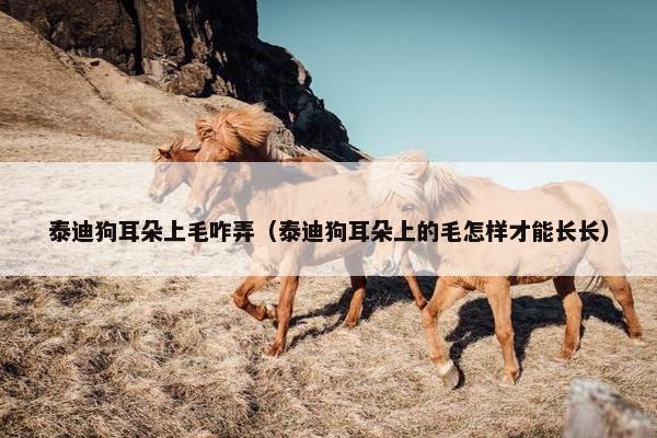 泰迪狗耳朵上毛咋弄（泰迪狗耳朵上的毛怎样才能长长）