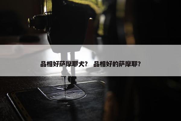 品相好萨摩耶犬？ 品相好的萨摩耶？