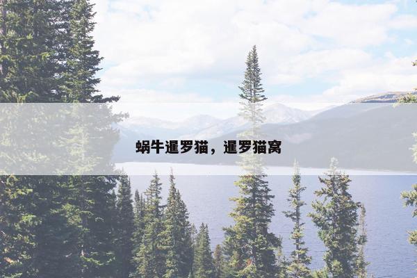 蜗牛暹罗猫，暹罗猫窝