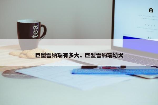 巨型雪纳瑞有多大，巨型雪纳瑞幼犬