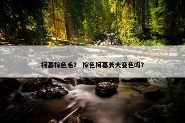 柯基棕色毛？ 棕色柯基长大变色吗？