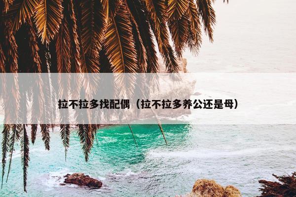 拉不拉多找配偶（拉不拉多养公还是母）