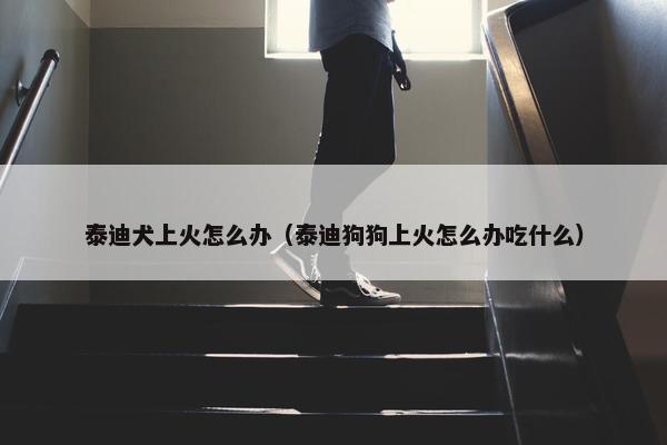 泰迪犬上火怎么办（泰迪狗狗上火怎么办吃什么）