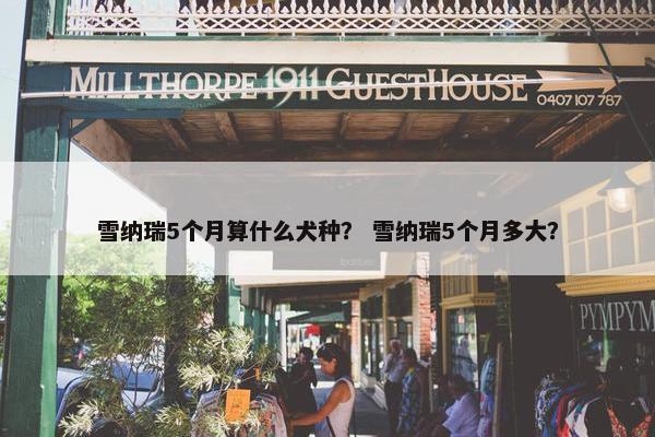 雪纳瑞5个月算什么犬种？ 雪纳瑞5个月多大？
