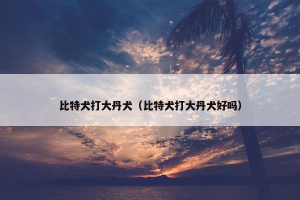 比特犬打大丹犬（比特犬打大丹犬好吗）
