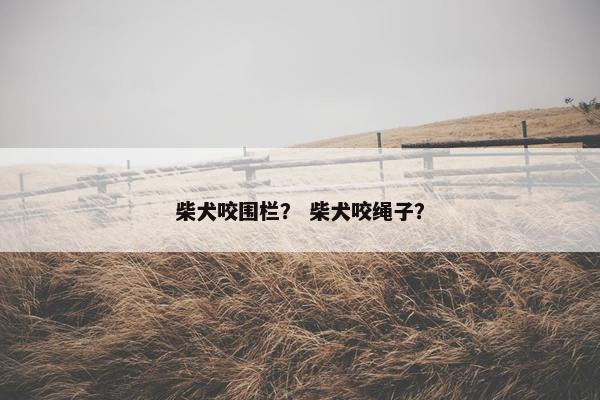 柴犬咬围栏？ 柴犬咬绳子？