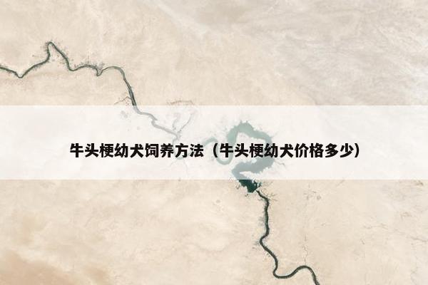 牛头梗幼犬饲养方法（牛头梗幼犬价格多少）