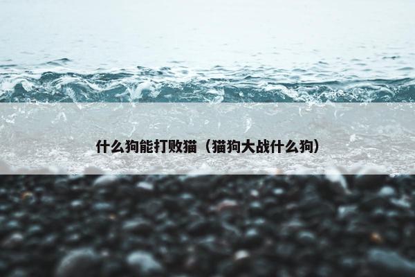什么狗能打败猫（猫狗大战什么狗）