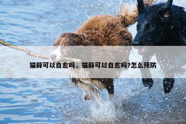 猫藓可以自愈吗，猫藓可以自愈吗?怎么预防
