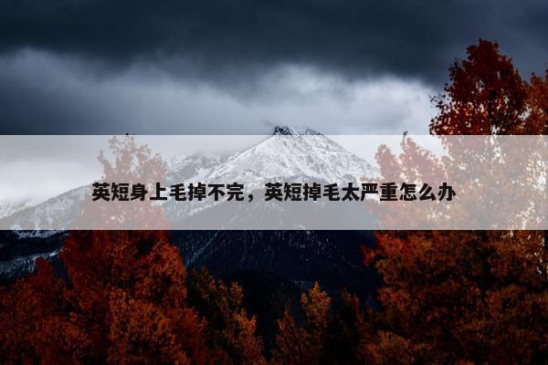 英短身上毛掉不完，英短掉毛太严重怎么办
