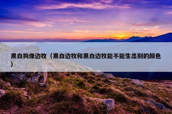 黑白狗像边牧（黑白边牧和黑白边牧能不能生出别的颜色）