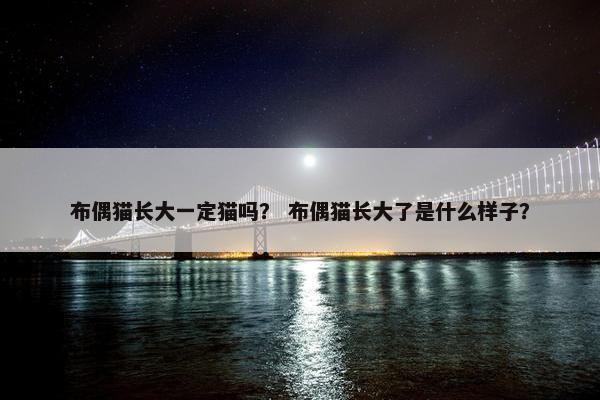 布偶猫长大一定猫吗？ 布偶猫长大了是什么样子？