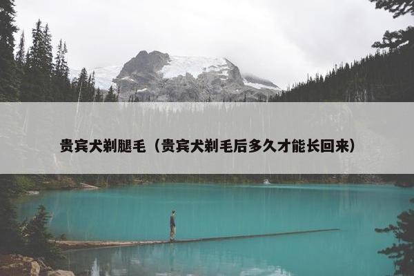 贵宾犬剃腿毛（贵宾犬剃毛后多久才能长回来）