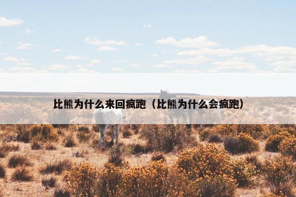 比熊为什么来回疯跑（比熊为什么会疯跑）